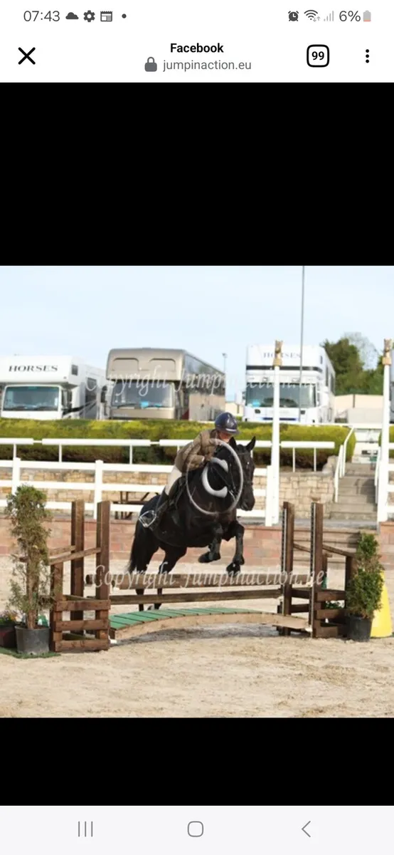 Horse - Image 3