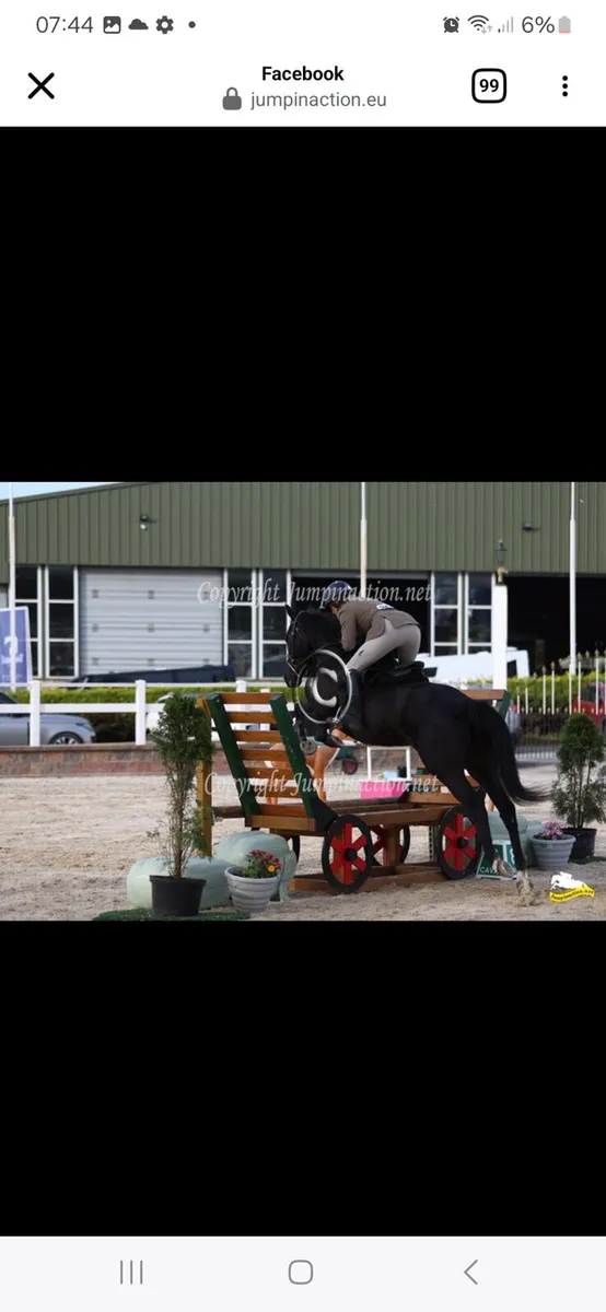 Horse - Image 4