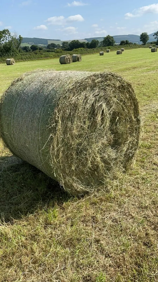 Hay - Image 1