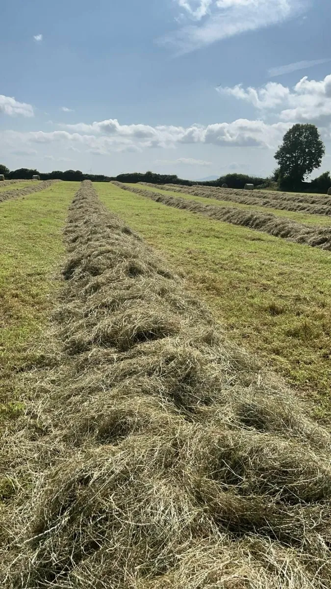 Hay - Image 2