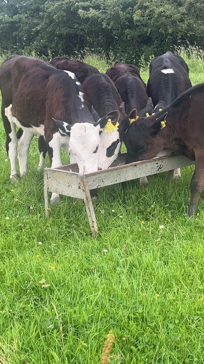 Reared Heifers - Image 1
