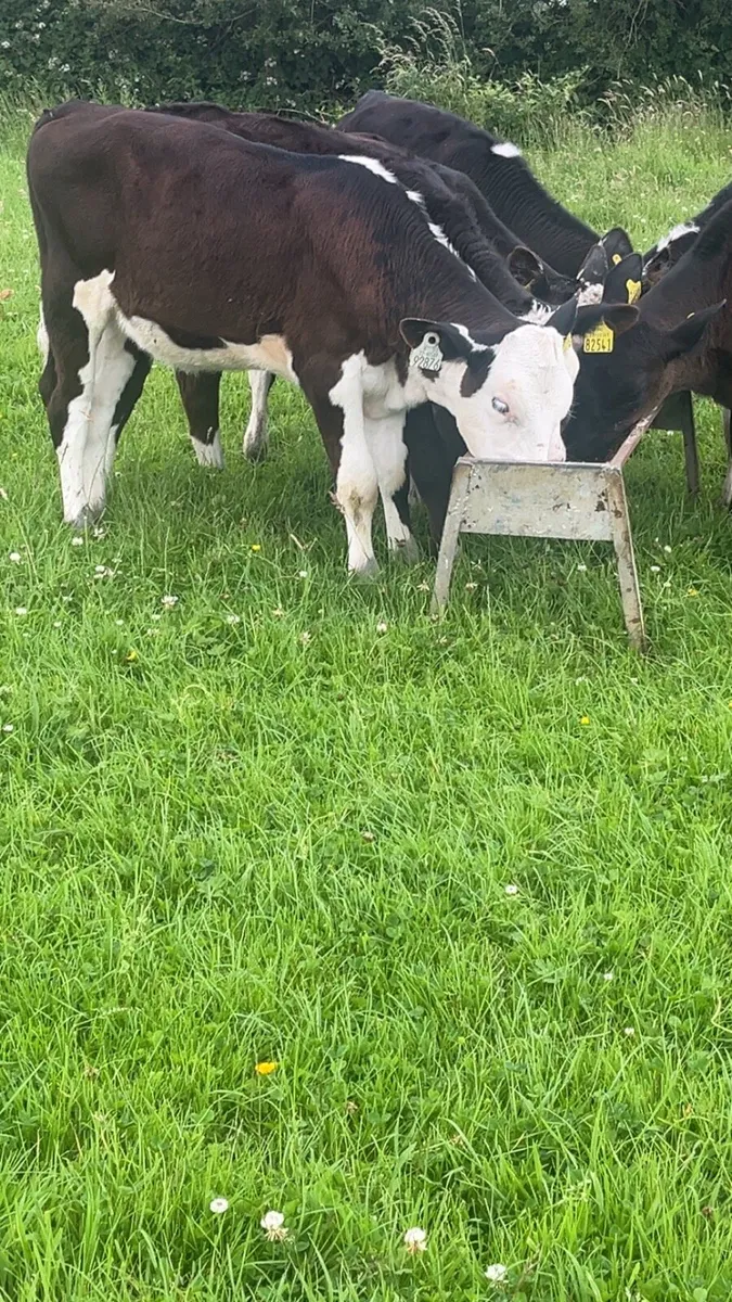 Reared Heifers - Image 2