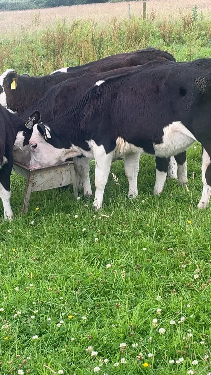 Reared Heifers - Image 4