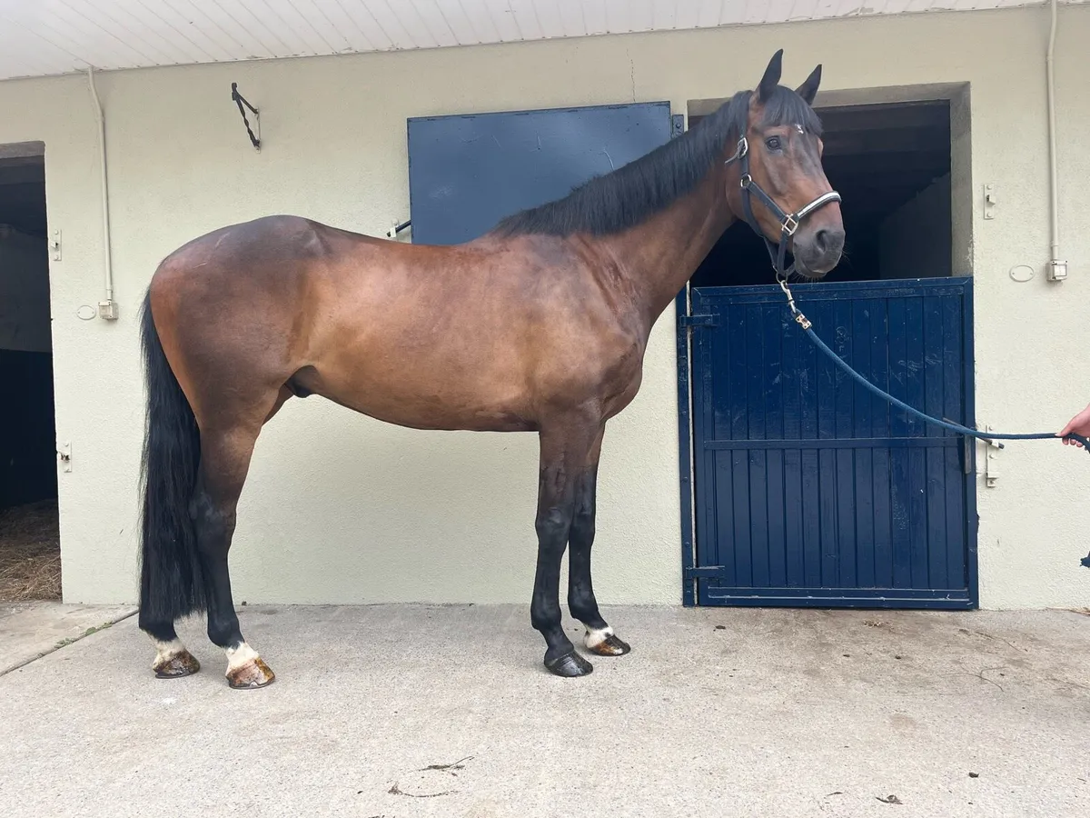 Horse - Image 2