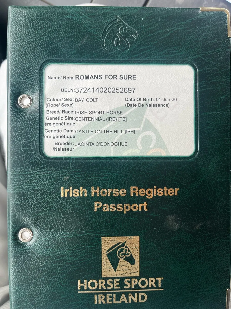 Horse - Image 3