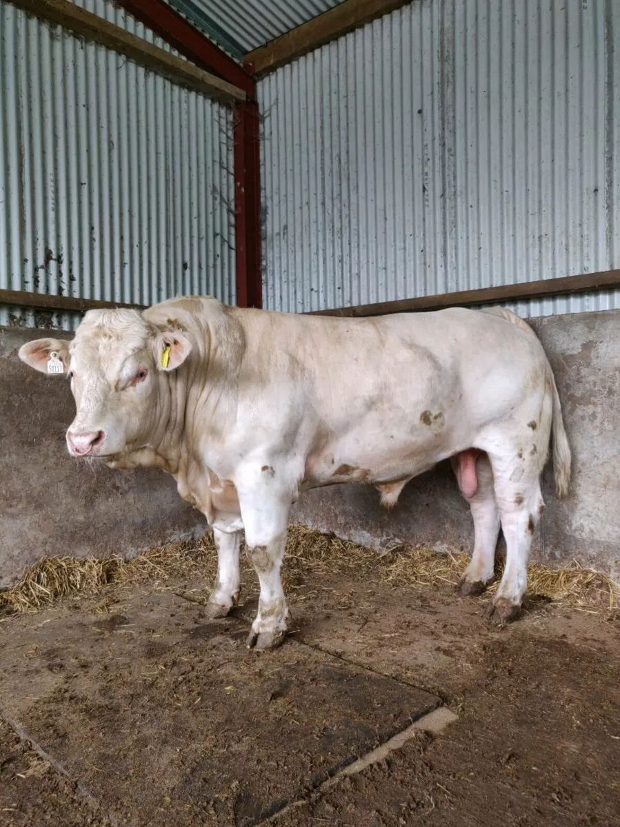 PBR Charolais Bull