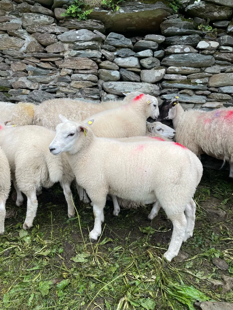 Ram Lambs - Image 1