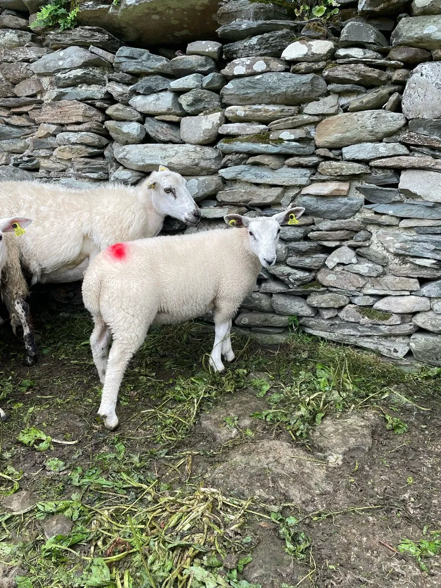 Ram Lambs - Image 2