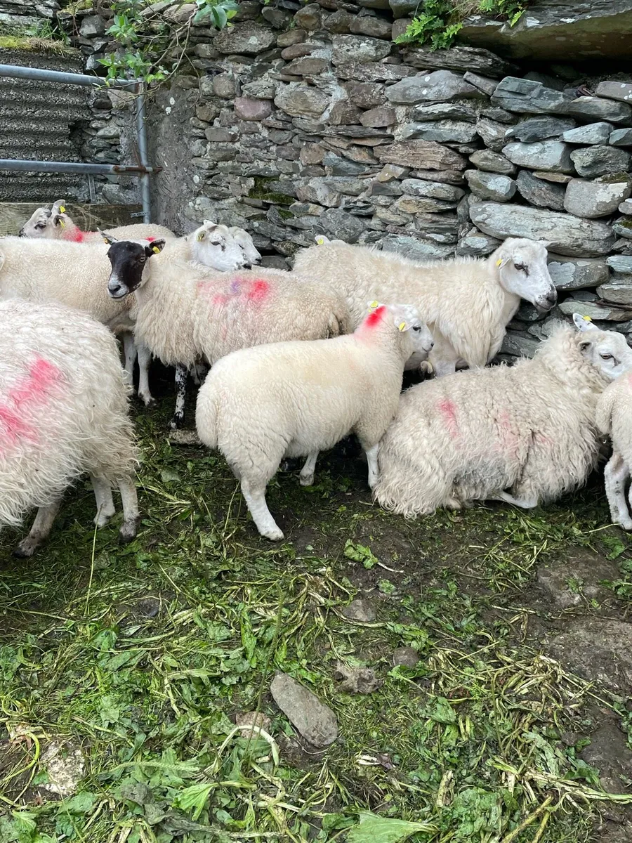 Ram Lambs - Image 3