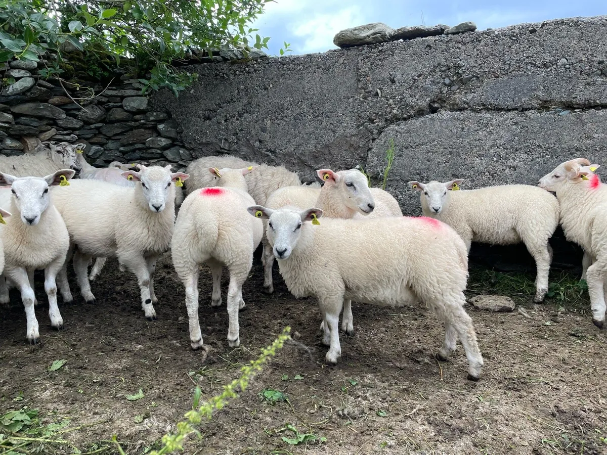 Ram Lambs - Image 4