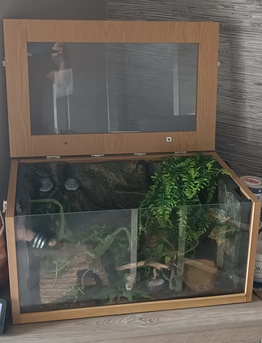 Leopard gecko - Image 1
