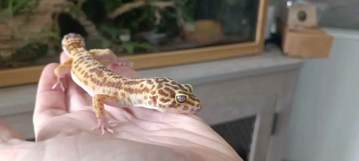 Leopard gecko - Image 3