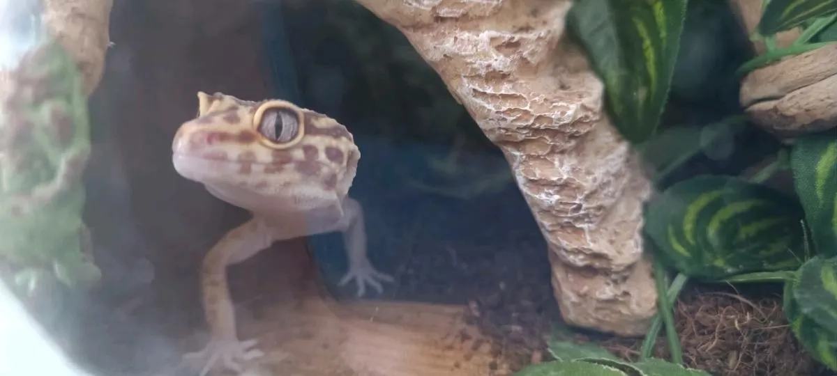 Leopard gecko - Image 4