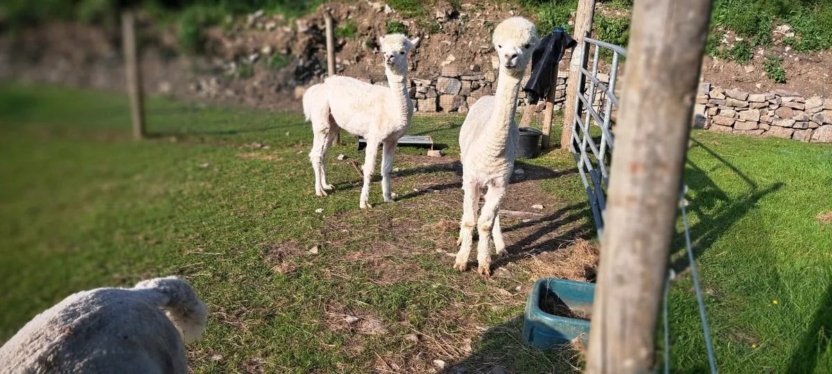 alpacas - Image 1