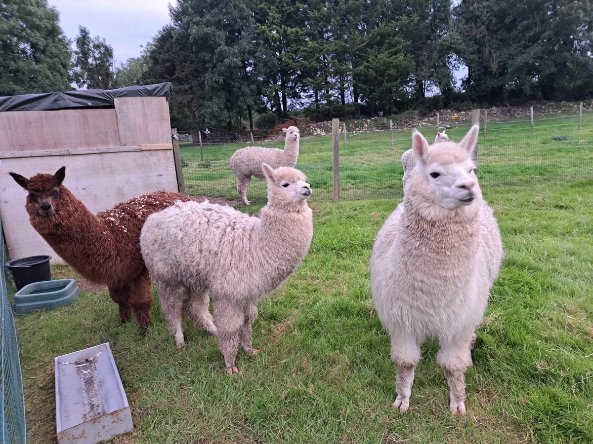 alpacas - Image 2