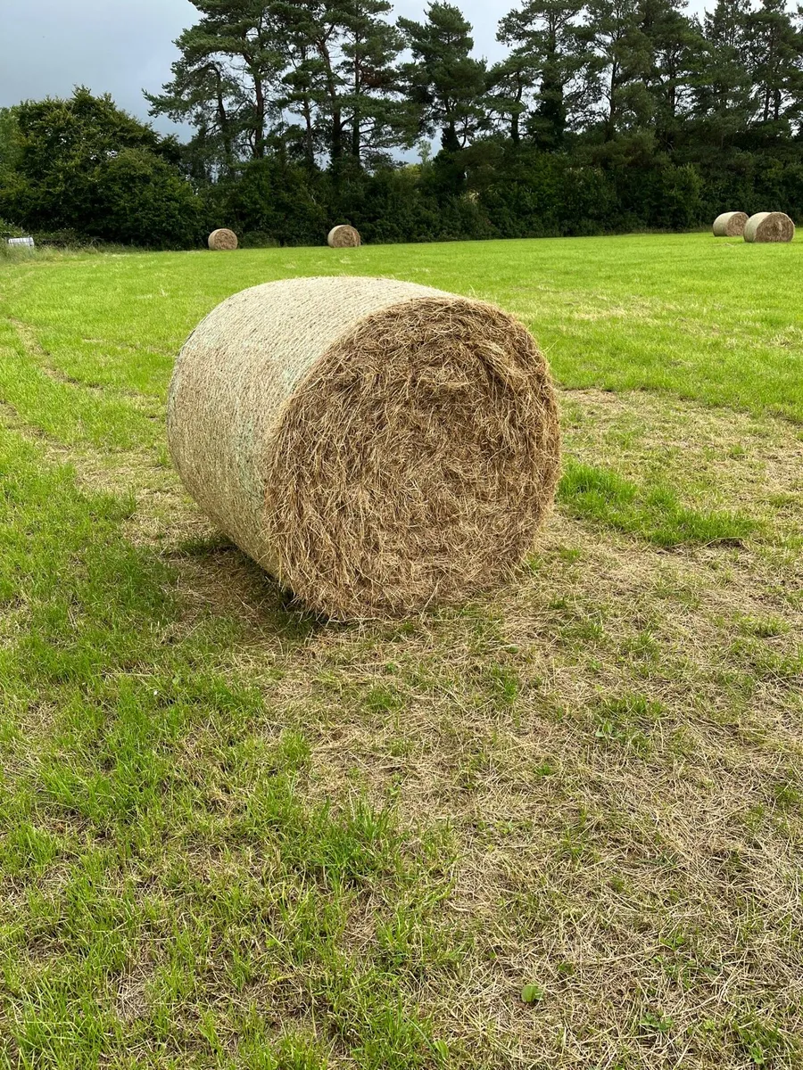Hay - Image 1