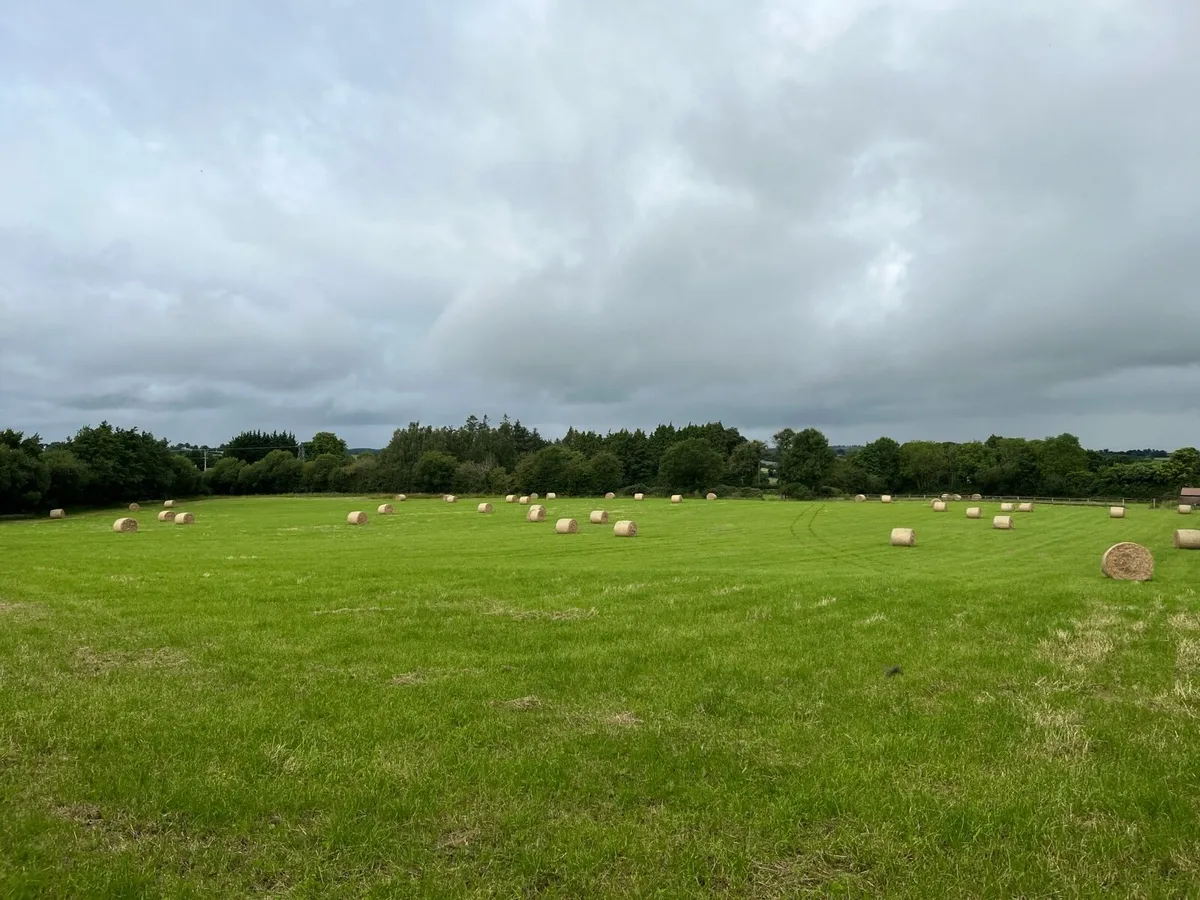 Hay - Image 2