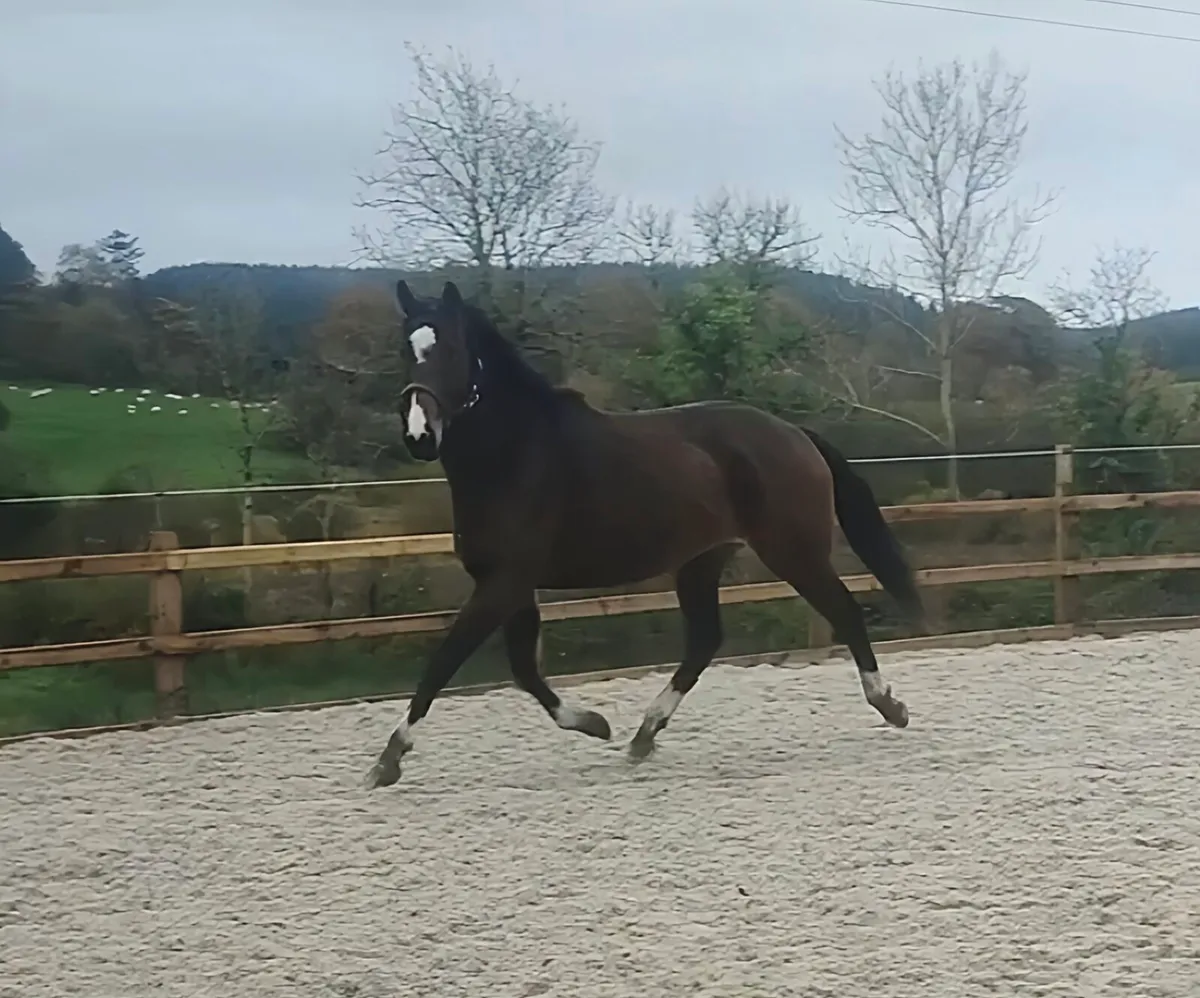 17.1 ISH mare - Image 2
