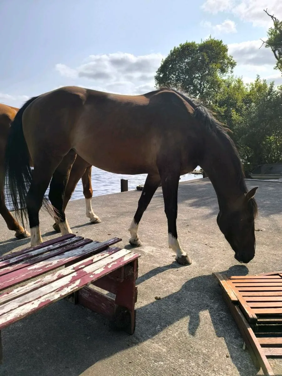 17.1 ISH mare - Image 3