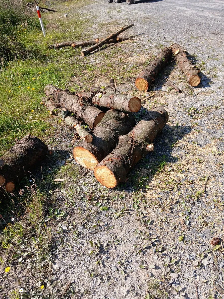 Firewood - Image 3