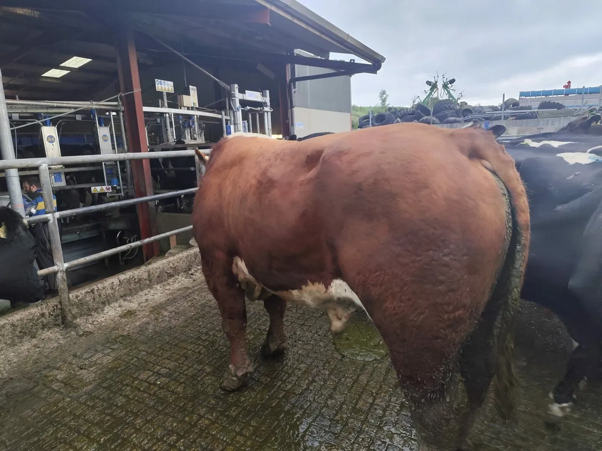 Bull for Sale - Image 2