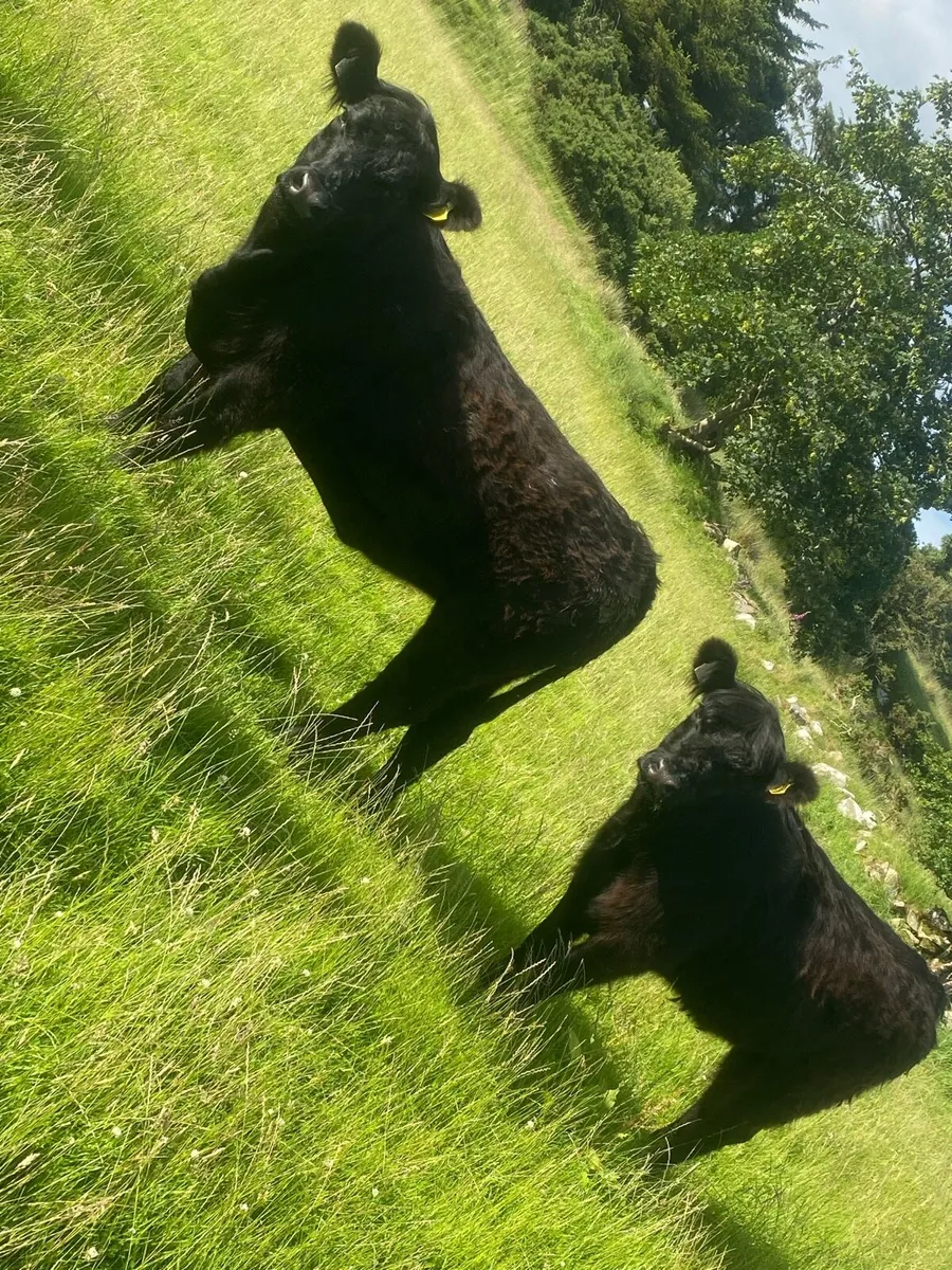 Galloway heifers - Image 1