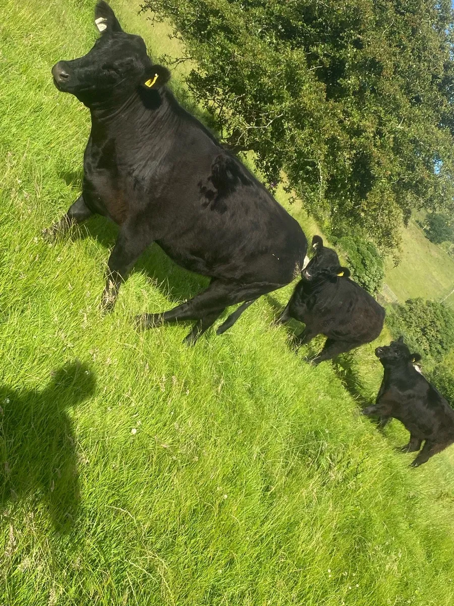 Galloway heifers - Image 2