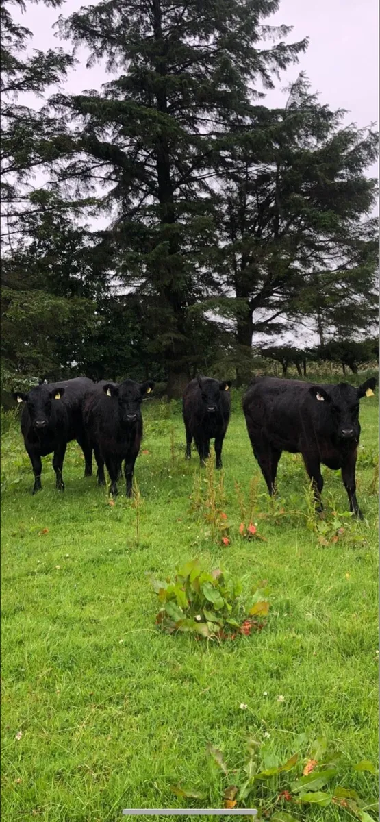 Galloway heifers - Image 3
