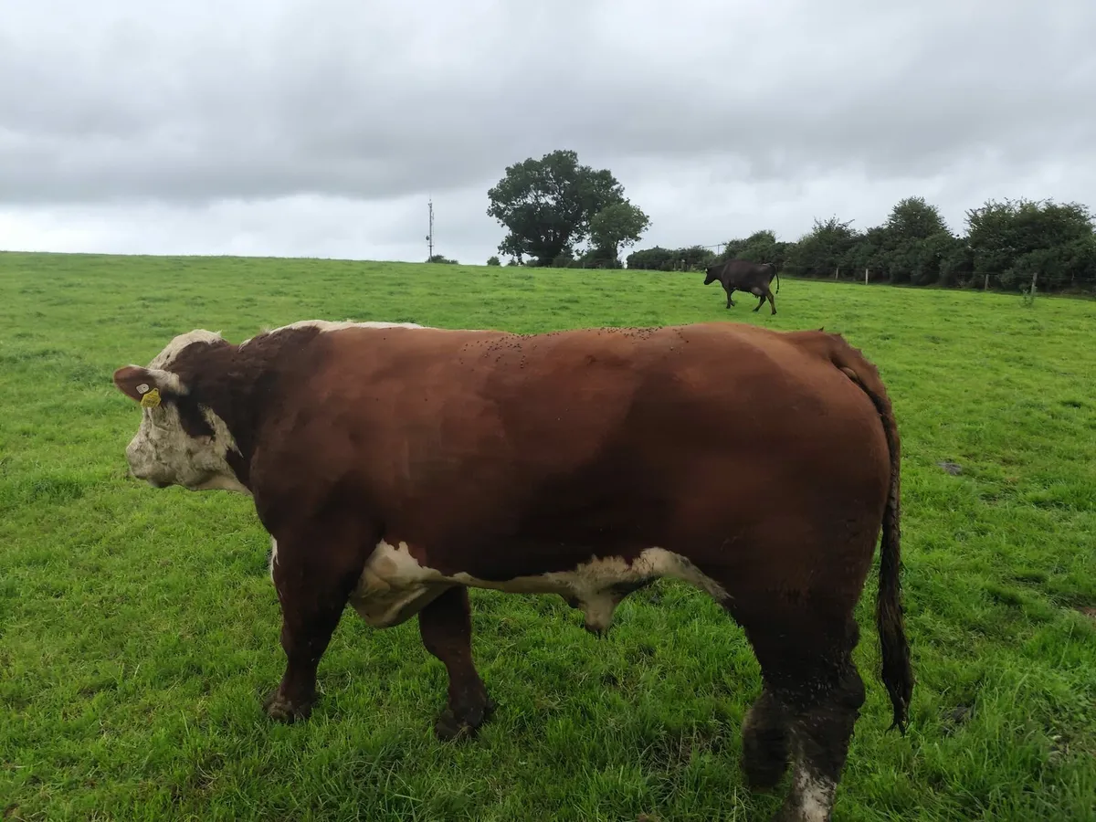 Bull for Sale - Image 3