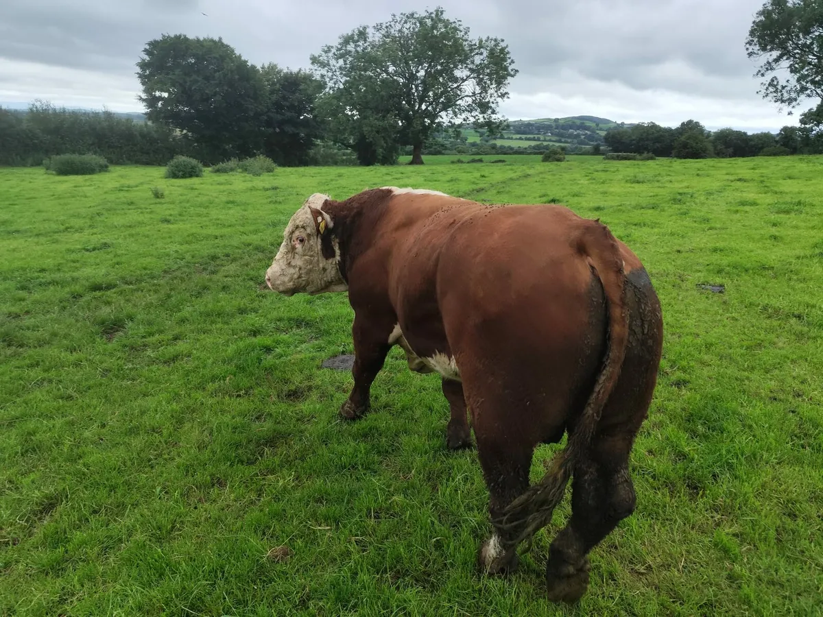 Bull for Sale - Image 1