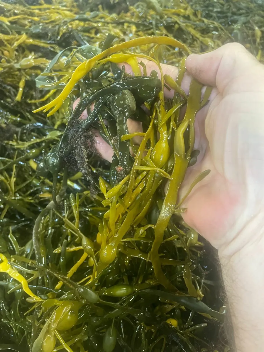 SEAWEED HARVESTORS  WANTED - Image 1