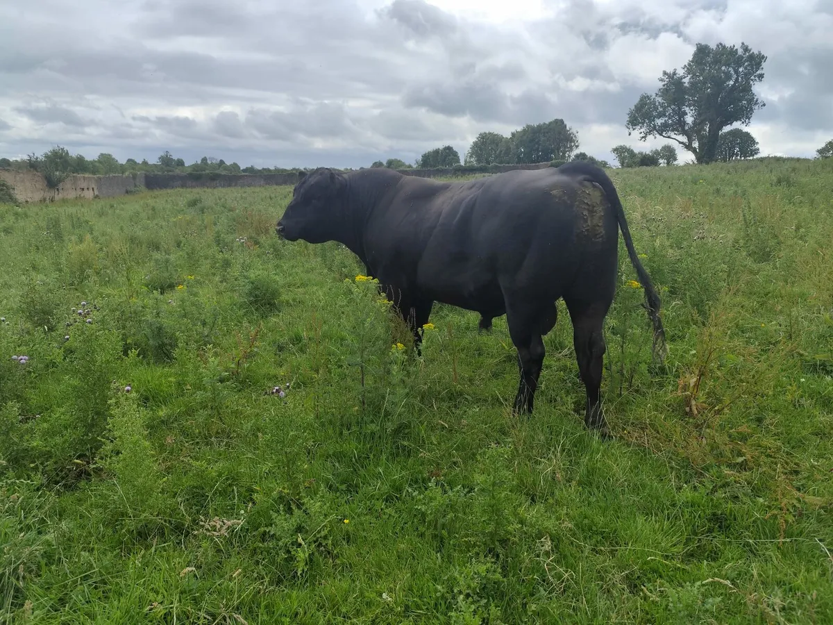 Angus Bull for Sale - Image 2