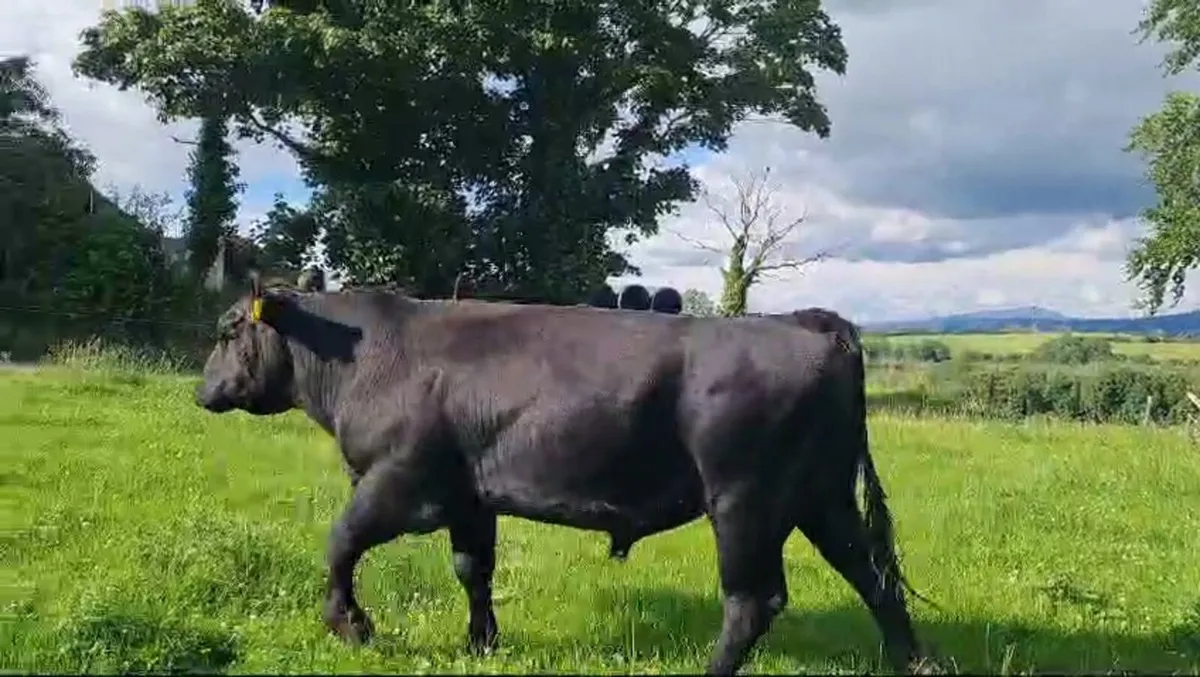 Angus Bull for Sale - Image 3