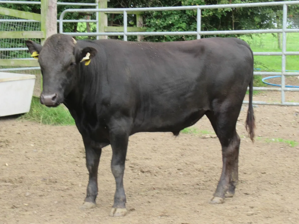 wagyu bull - Image 2