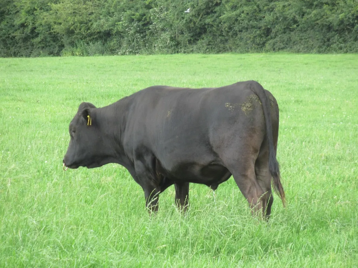 wagyu bull - Image 3
