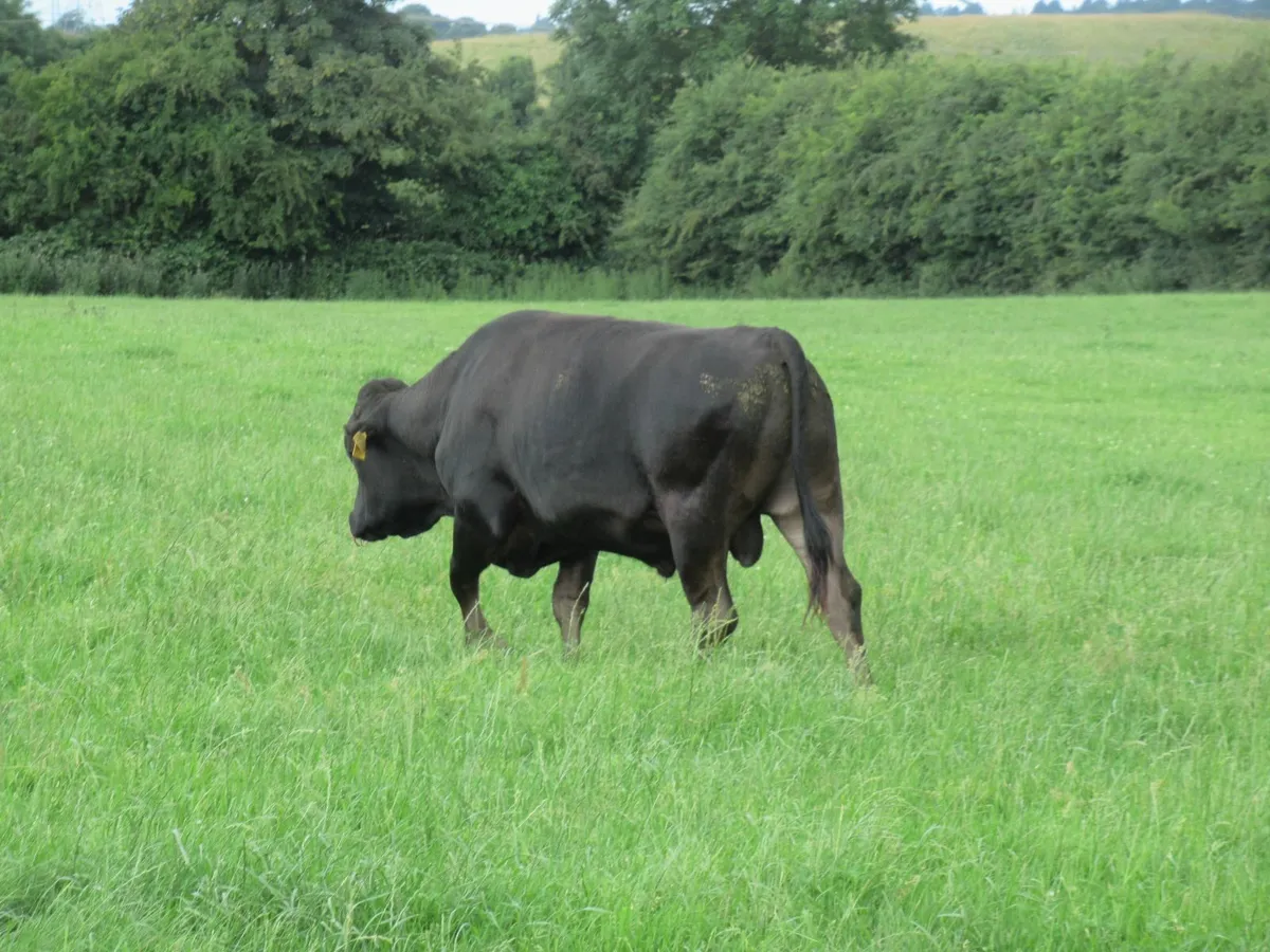 wagyu bull - Image 1