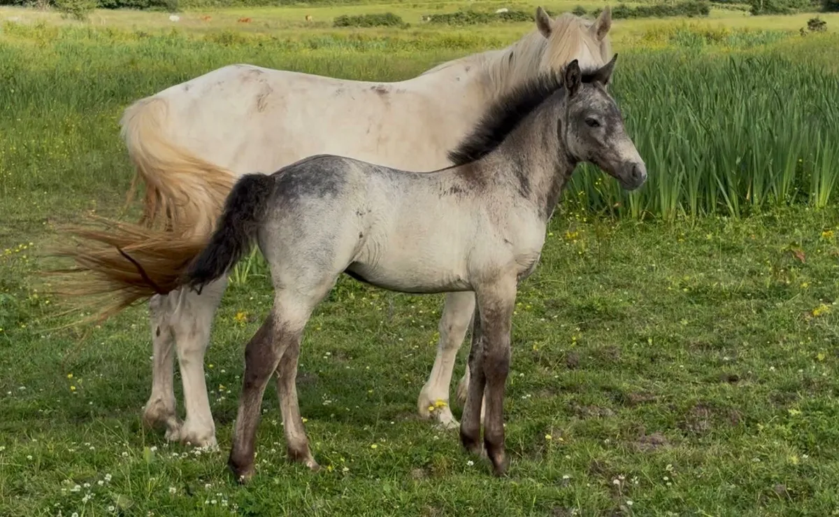 Connemara mare with filly foal - Image 1