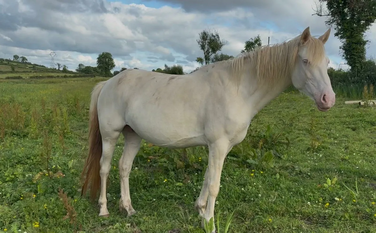 Connemara mare with filly foal - Image 2