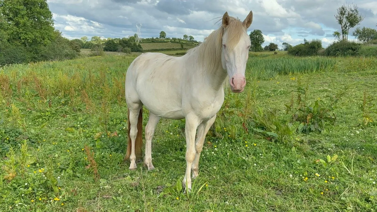 Connemara mare with filly foal - Image 3