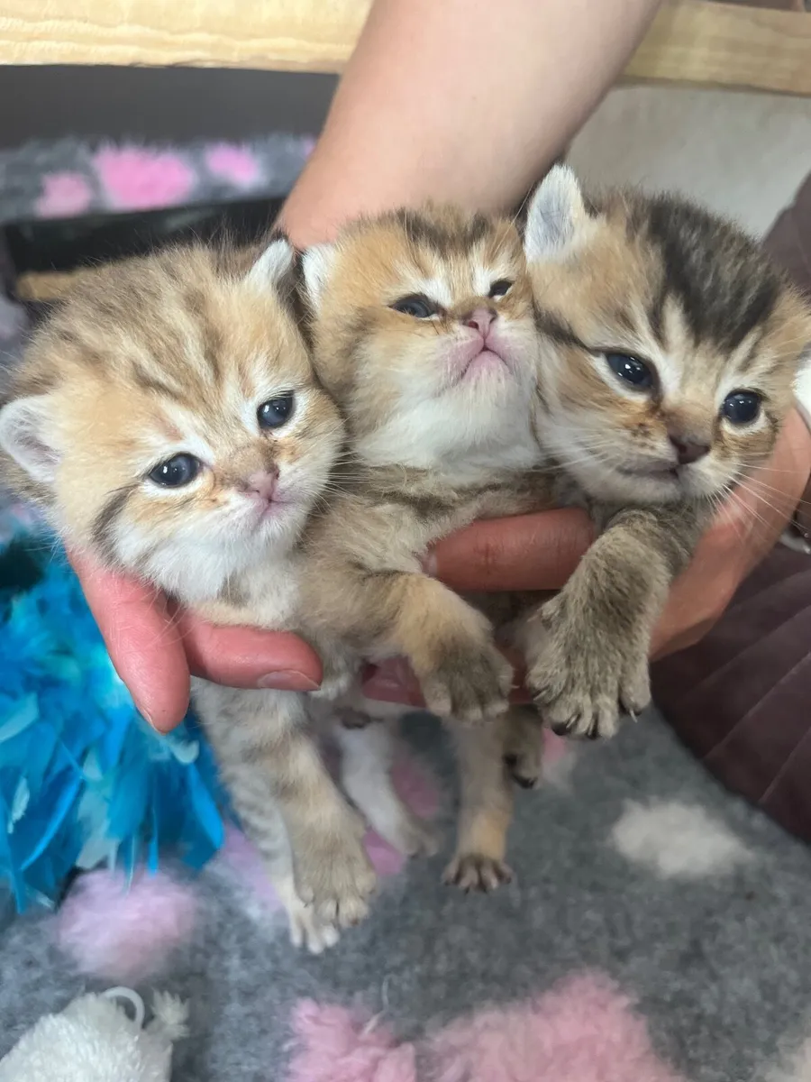 British Shorthair Kittens – Golden & Blue - Image 3
