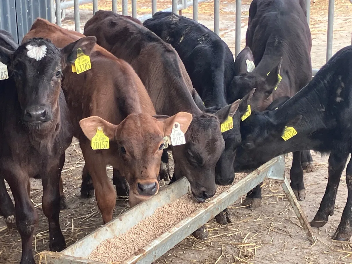 Six 6-8 weeks old Angus&aubrac heifer calves - Image 2
