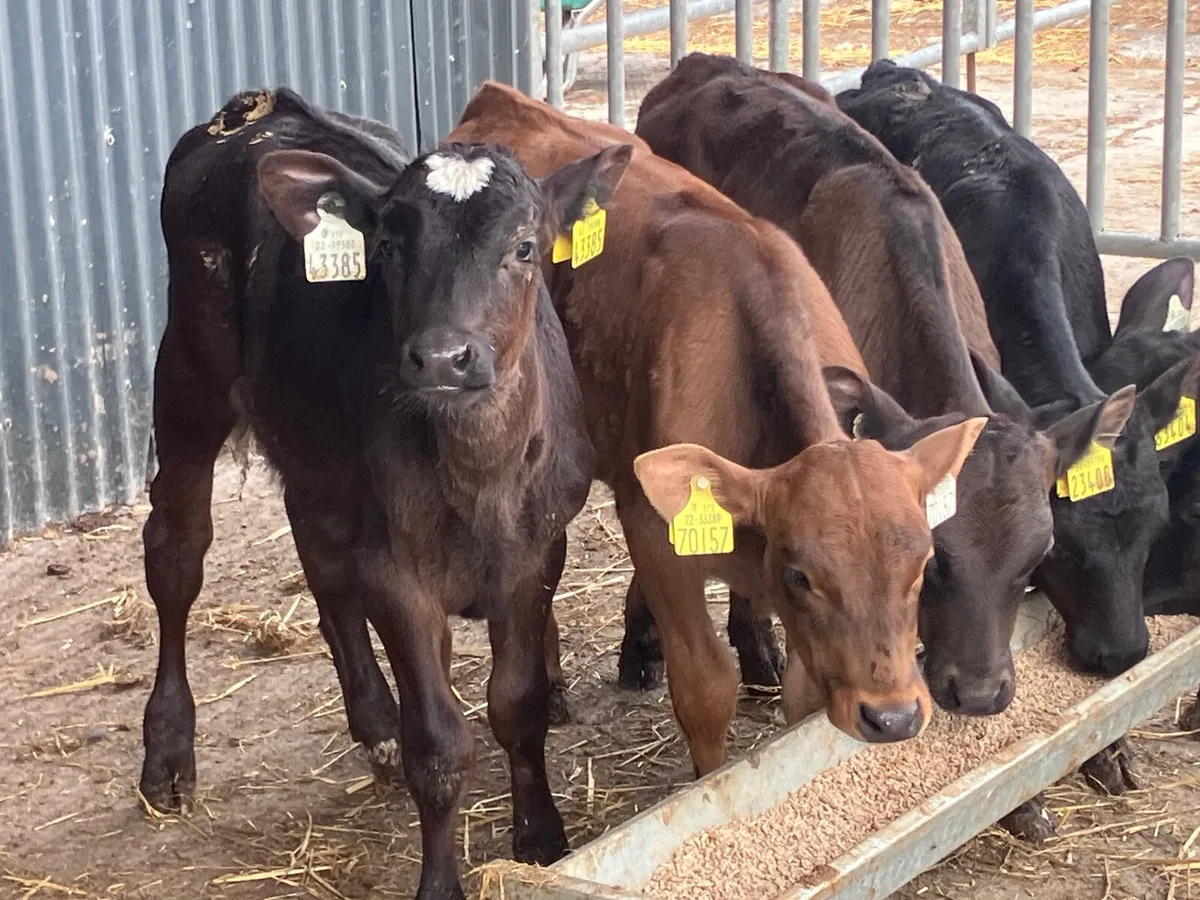 Six 6-8 weeks old Angus&aubrac heifer calves - Image 1