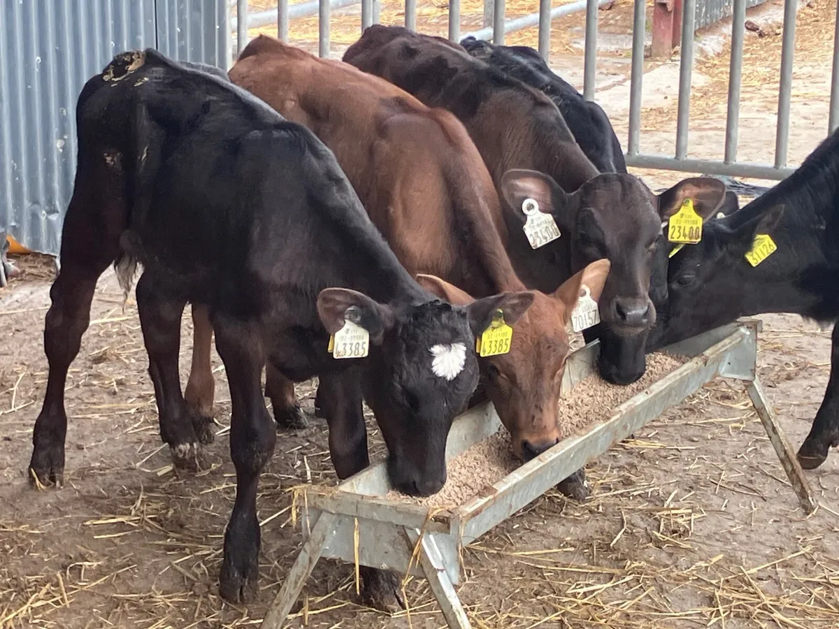 Six 6-8 weeks old Angus&aubrac heifer calves - Image 3