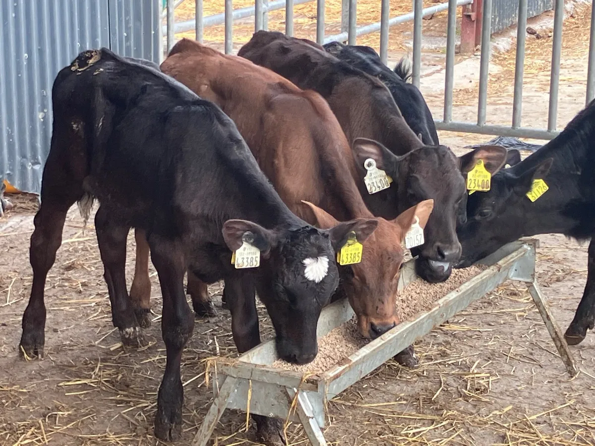 Six 6-8 weeks old Angus&aubrac heifer calves - Image 4