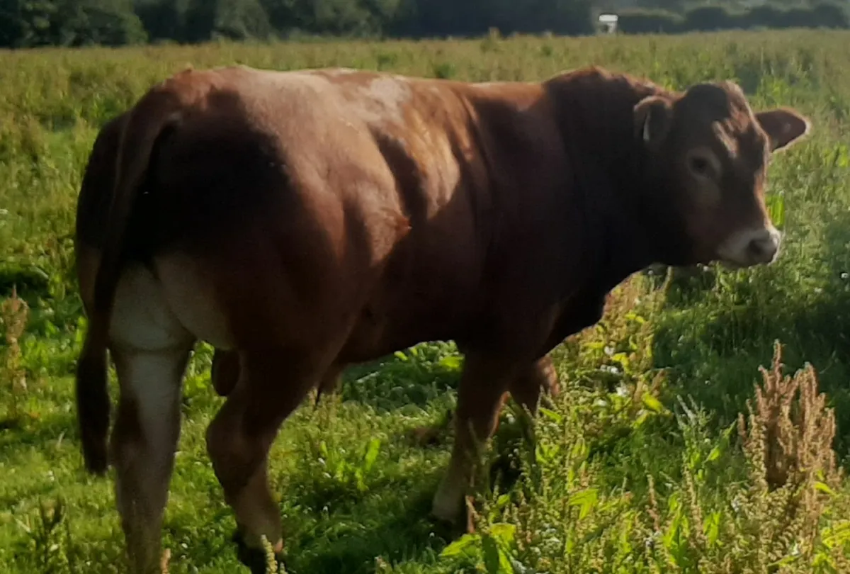 5 star ⭐⭐⭐⭐⭐Pbr limousin bulls - Image 3