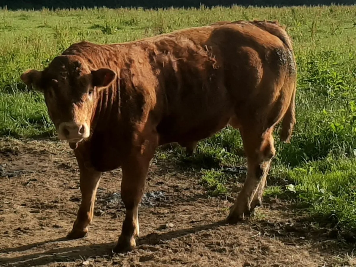 5 star ⭐⭐⭐⭐⭐Pbr limousin bulls - Image 1