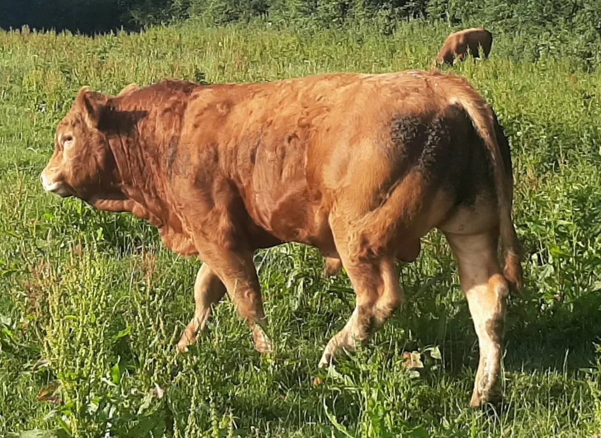 5 star ⭐⭐⭐⭐⭐Pbr limousin bulls - Image 4