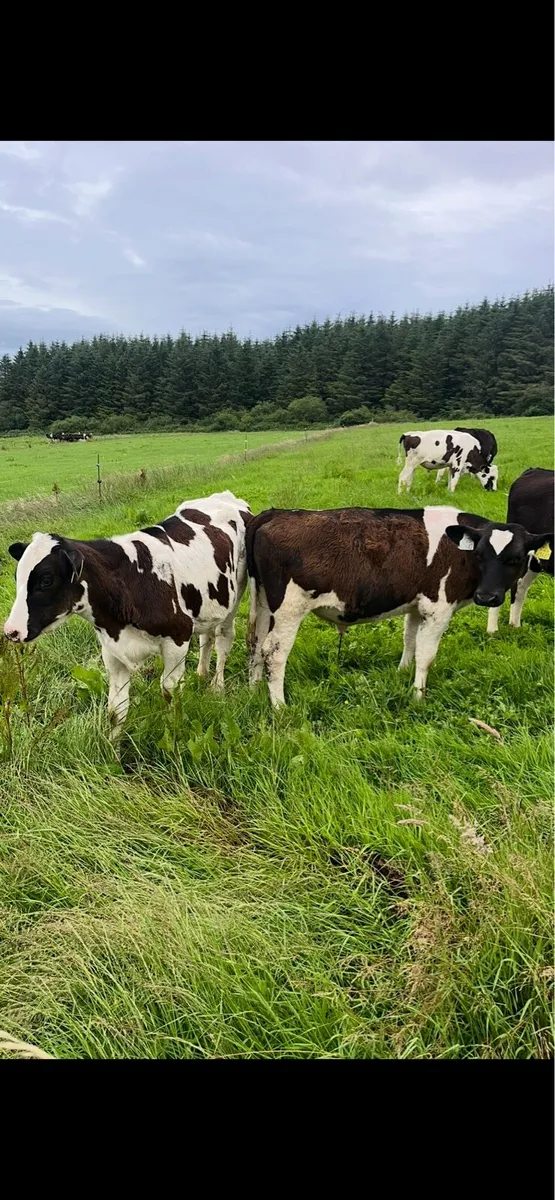 7 super Friesian bull runners - Image 3