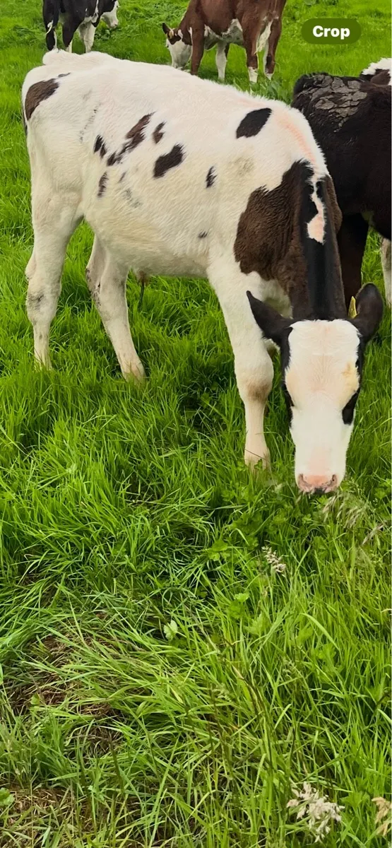 7 super Friesian bull runners - Image 4