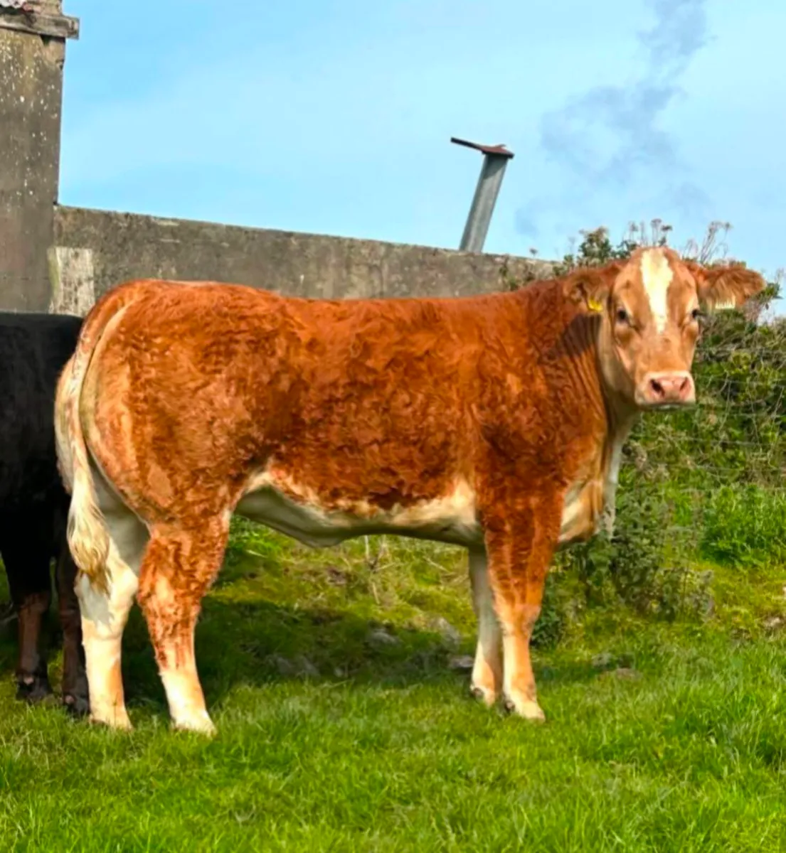 Show quality heifer